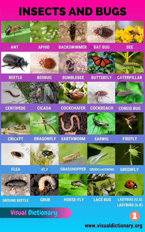 list of bugs and insects.